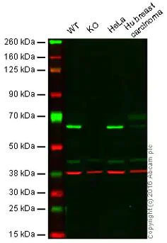 Western blot - Anti-HDAC1 antibody [EPR460(2)] - BSA and Azide free (AB213701)
