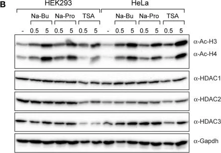 Western blot - Anti-HDAC1 antibody [EPR460(2)] - BSA and Azide free (AB213701)