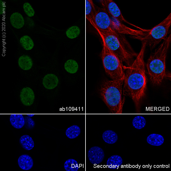 Immunocytochemistry/ Immunofluorescence - Anti-HDAC1 antibody [EPR460(2)] (AB109411), expandable thumbnail