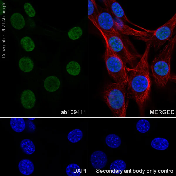 Immunocytochemistry/ Immunofluorescence - Anti-HDAC1 antibody [EPR460(2)] - Nuclear Loading Control (AB109411)