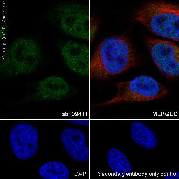 Immunocytochemistry/ Immunofluorescence - Anti-HDAC1 antibody [EPR460(2)] - Nuclear Loading Control (AB109411)