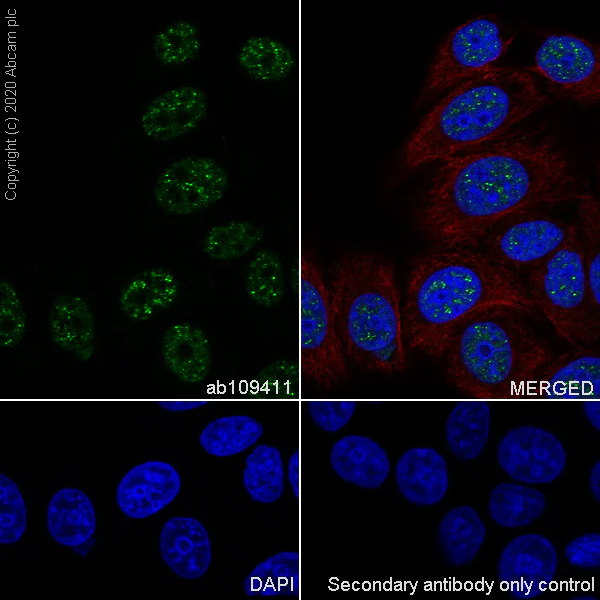 Immunocytochemistry/ Immunofluorescence - Anti-HDAC1 antibody [EPR460(2)] - Nuclear Loading Control (AB109411)