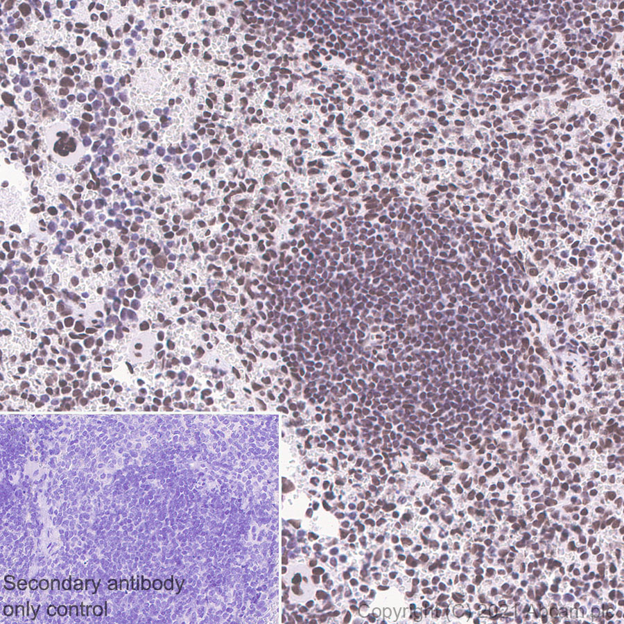 Immunohistochemistry (Formalin/PFA-fixed paraffin-embedded sections) - Anti-HDAC1 antibody [EPR460(2)] (ab109411), expandable thumbnail