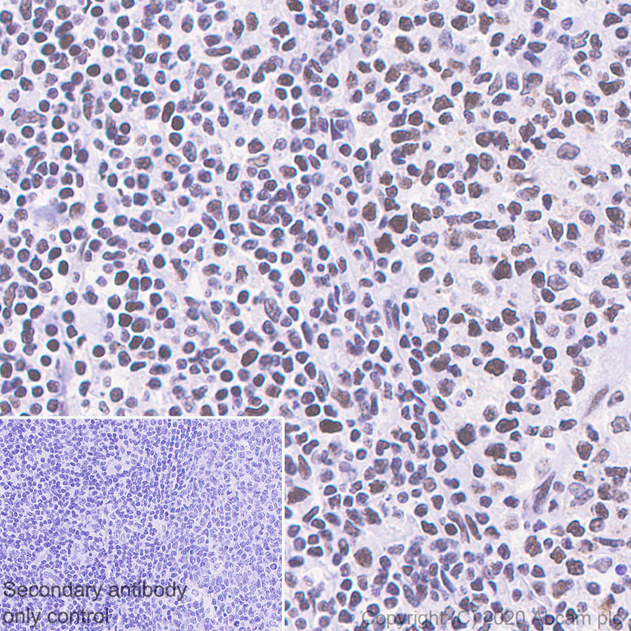 Immunohistochemistry (Formalin/PFA-fixed paraffin-embedded sections) - Anti-HDAC1 antibody [EPR460(2)] (ab109411), expandable thumbnail