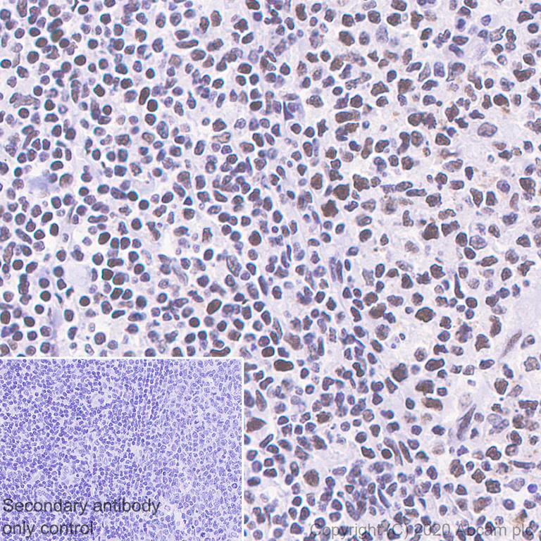 Immunohistochemistry (Formalin/PFA-fixed paraffin-embedded sections) - Anti-HDAC1 antibody [EPR460(2)] - Nuclear Loading Control (AB109411)