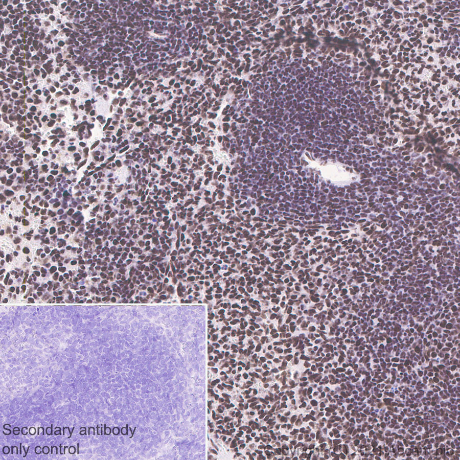 Immunohistochemistry (Formalin/PFA-fixed paraffin-embedded sections) - Anti-HDAC1 antibody [EPR460(2)] (ab109411), expandable thumbnail