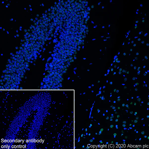 Immunohistochemistry (Frozen sections) - Anti-HDAC1 antibody [EPR460(2)] - Nuclear Loading Control (AB109411)