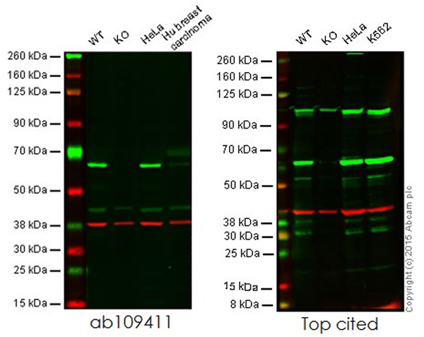 Western blot - Anti-HDAC1 antibody [EPR460(2)] - Nuclear Loading Control (ab109411), expandable thumbnail