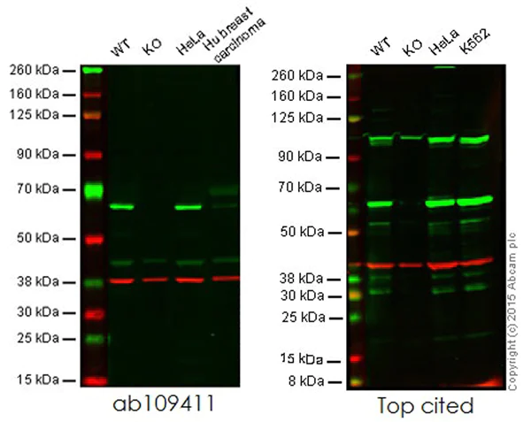 Western blot - Anti-HDAC1 antibody [EPR460(2)] - Nuclear Loading Control (AB109411)