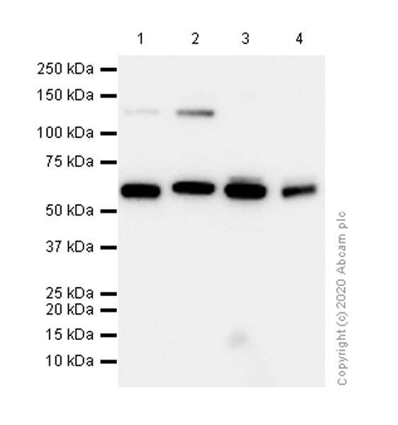 Western blot - Anti-HDAC1 antibody [EPR460(2)] (AB109411), expandable thumbnail