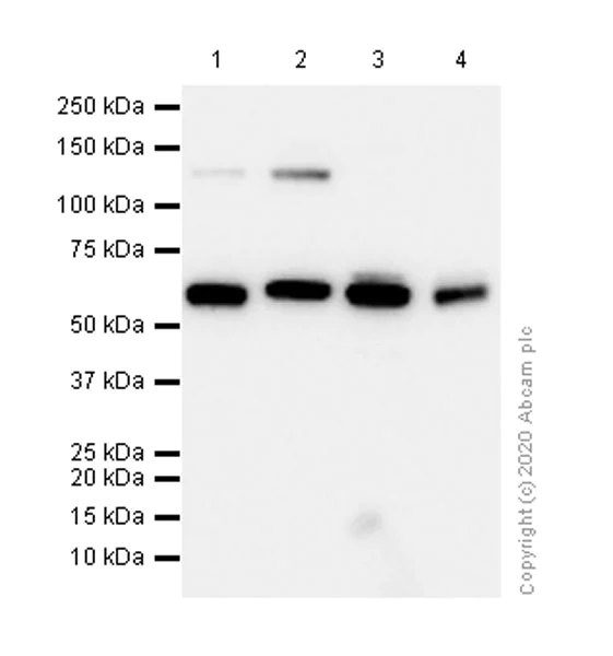 Western blot - Anti-HDAC1 antibody [EPR460(2)] - Nuclear Loading Control (AB109411)