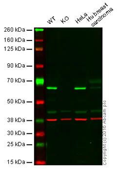 Western blot - Anti-HDAC1 antibody [EPR460(2)] - Nuclear Loading Control (AB109411)