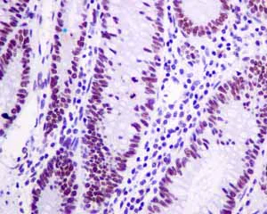Immunohistochemistry (Formalin/PFA-fixed paraffin-embedded sections) - Anti-HDAC1 antibody [EPR5517(2)] - BSA and Azide free (AB248968)