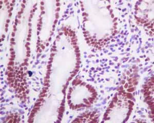Immunohistochemistry (Formalin/PFA-fixed paraffin-embedded sections) - Anti-HDAC1 antibody [EPR5517(2)] - BSA and Azide free (AB248968)