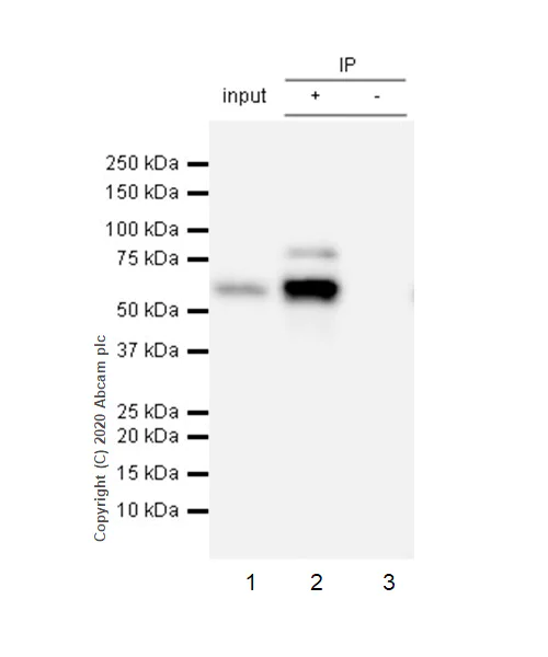 Immunoprecipitation - Anti-HDAC1 antibody [EPR5517(2)] - BSA and Azide free (AB248968)