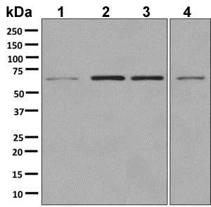 Western blot - Anti-HDAC1 antibody [EPR5517(2)] - BSA and Azide free (AB248968)