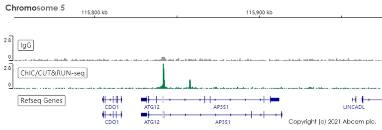 ChIC/CUT&RUN sequencing - Anti-HDAC1 antibody [EPR5517(2)] - Nuclear Loading Control (AB150399)