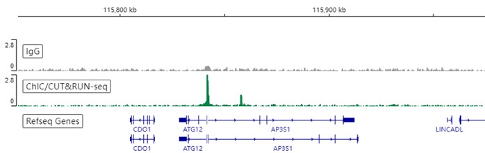 ChIC/CUT&RUN sequencing - Anti-HDAC1 antibody [EPR5517(2)] - Nuclear Loading Control (ab150399), expandable thumbnail