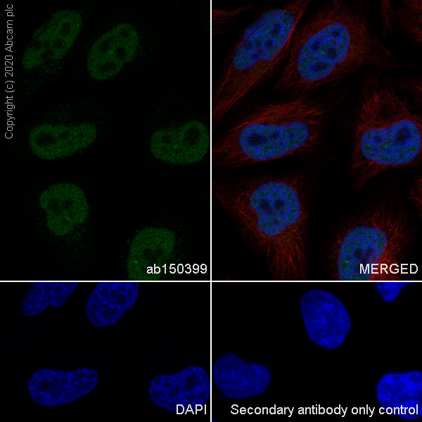 Immunocytochemistry/ Immunofluorescence - Anti-HDAC1 antibody [EPR5517(2)] (AB150399), expandable thumbnail