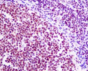 Immunohistochemistry (Formalin/PFA-fixed paraffin-embedded sections) - Anti-HDAC1 antibody [EPR5517(2)] - Nuclear Loading Control (AB150399)