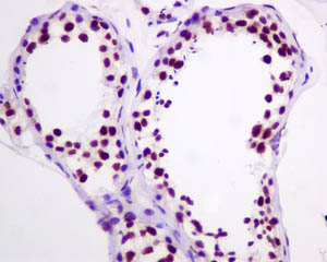 Immunohistochemistry (Formalin/PFA-fixed paraffin-embedded sections) - Anti-HDAC1 antibody [EPR5517(2)] (ab150399), expandable thumbnail