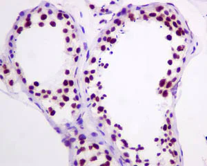 Immunohistochemistry (Formalin/PFA-fixed paraffin-embedded sections) - Anti-HDAC1 antibody [EPR5517(2)] - Nuclear Loading Control (AB150399)