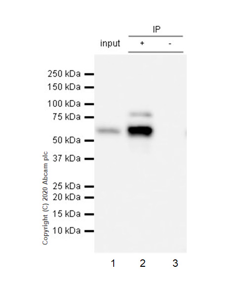 Immunoprecipitation - Anti-HDAC1 antibody [EPR5517(2)] - Nuclear Loading Control (AB150399), expandable thumbnail