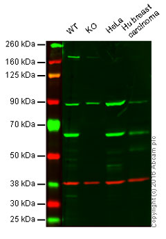 Western blot - Anti-HDAC1 antibody [EPR5517(2)] - Nuclear Loading Control (AB150399), expandable thumbnail