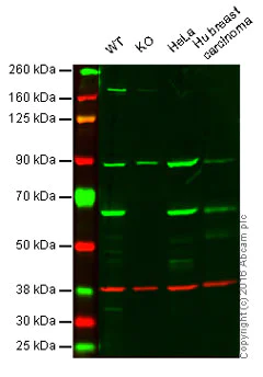Western blot - Anti-HDAC1 antibody [EPR5517(2)] - Nuclear Loading Control (AB150399)