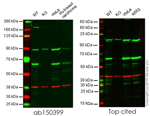 Western blot - Anti-HDAC1 antibody [EPR5517(2)] - Nuclear Loading Control (ab150399), expandable thumbnail
