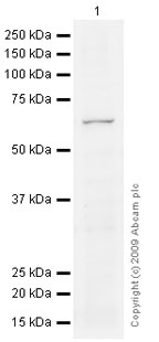 Western blot - Anti-HDAC1 antibody [mAbcam 68436] - Nuclear Loading Control (AB68436)