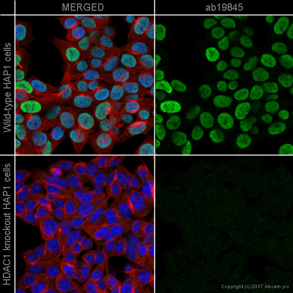 Immunocytochemistry/ Immunofluorescence - Anti-HDAC1 antibody - Nuclear Loading Control (AB19845), expandable thumbnail
