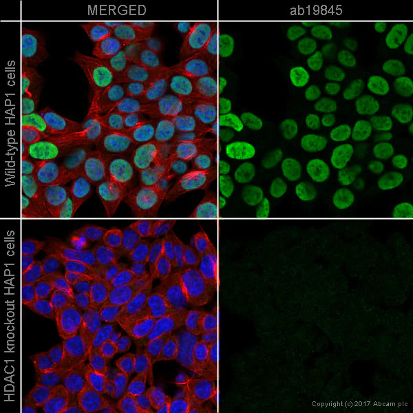 Immunocytochemistry/ Immunofluorescence - Anti-HDAC1 antibody - Nuclear Loading Control (AB19845)
