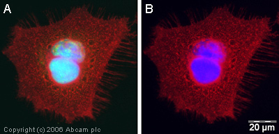 Immunocytochemistry/ Immunofluorescence - Anti-HDAC1 antibody - Nuclear Loading Control (AB19845), expandable thumbnail