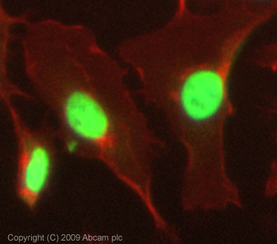 Immunocytochemistry/ Immunofluorescence - Anti-HDAC1 antibody - Nuclear Loading Control (ab19845), expandable thumbnail