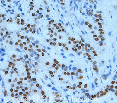 Immunohistochemistry (Formalin/PFA-fixed paraffin-embedded sections) - Anti-HDAC1 antibody - Nuclear Loading Control (AB19845)
