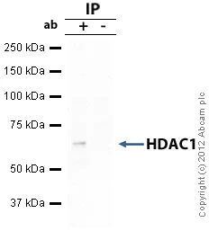 Immunoprecipitation - Anti-HDAC1 antibody - Nuclear Loading Control (AB19845)
