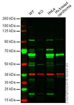 Western blot - Anti-HDAC1 antibody - Nuclear Loading Control (AB19845)
