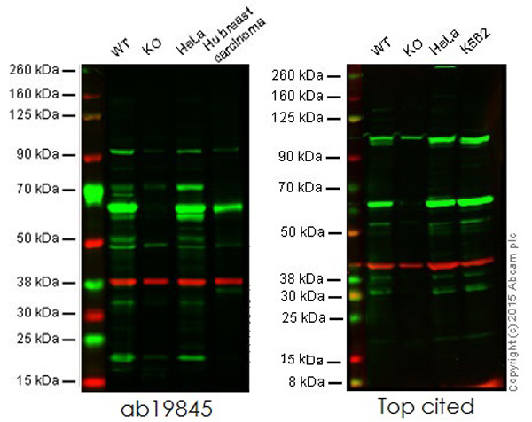 Western blot - Anti-HDAC1 antibody - Nuclear Loading Control (AB19845), expandable thumbnail