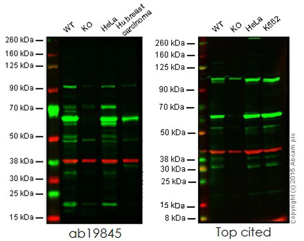 Western blot - Anti-HDAC1 antibody - Nuclear Loading Control (AB19845)