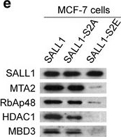 Western blot - Anti-HDAC1 antibody - Nuclear Loading Control (ab19845), expandable thumbnail