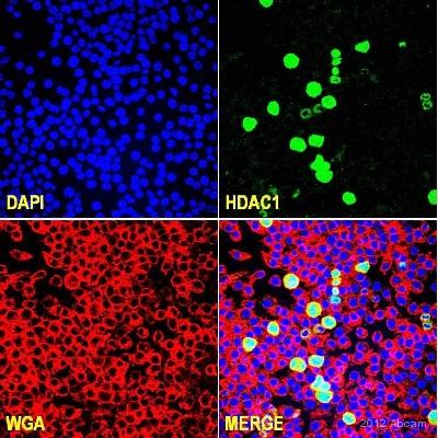 Immunocytochemistry/ Immunofluorescence - Anti-HDAC1 antibody - Nuclear Loading Control (AB53091), expandable thumbnail