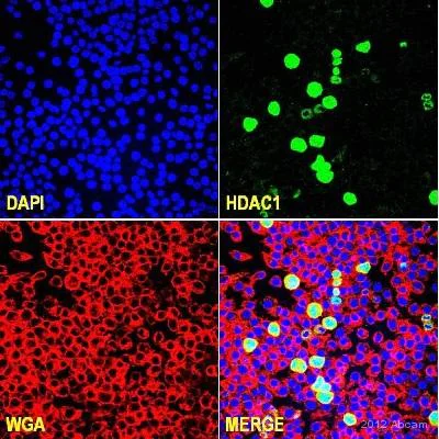 Immunocytochemistry/ Immunofluorescence - Anti-HDAC1 antibody - Nuclear Loading Control (AB53091)