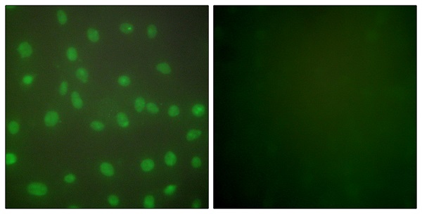 Immunocytochemistry/ Immunofluorescence - Anti-HDAC1 antibody (ab53091), expandable thumbnail