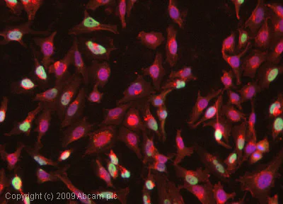 Immunocytochemistry/ Immunofluorescence - Anti-HDAC1 antibody - Nuclear Loading Control (AB53091)