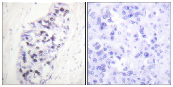 Immunohistochemistry (Formalin/PFA-fixed paraffin-embedded sections) - Anti-HDAC1 antibody - Nuclear Loading Control (AB53091)
