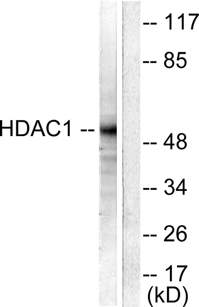 Western blot - Anti-HDAC1 antibody - Nuclear Loading Control (AB53091)