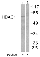 Western blot - Anti-HDAC1 antibody - Nuclear Loading Control (AB53091), expandable thumbnail
