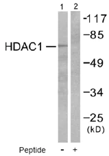 Western blot - Anti-HDAC1 antibody - Nuclear Loading Control (AB53091)