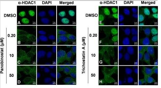 Immunocytochemistry/ Immunofluorescence - Anti-HDAC1 antibody (AB7028), expandable thumbnail